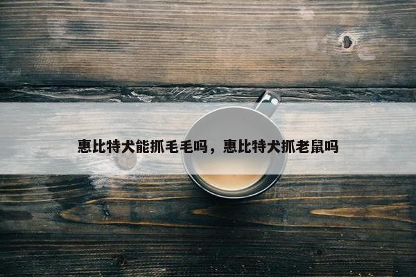 惠比特犬能抓毛毛吗，惠比特犬抓老鼠吗