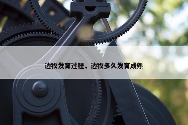 边牧发育过程，边牧多久发育成熟