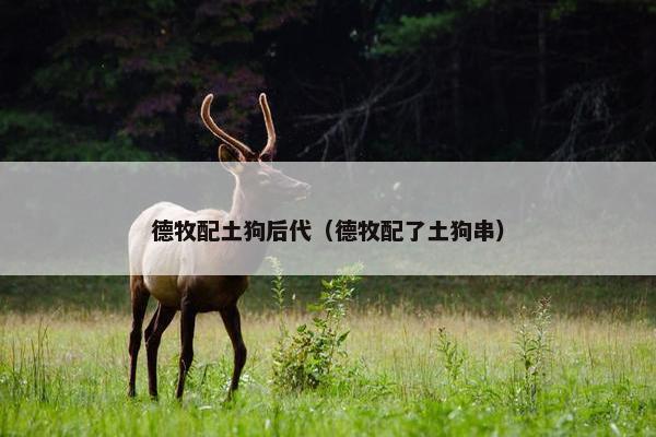 德牧配土狗后代（德牧配了土狗串）