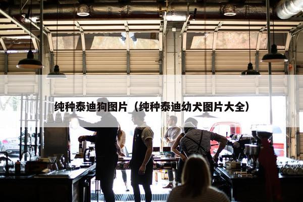 纯种泰迪狗图片（纯种泰迪幼犬图片大全）