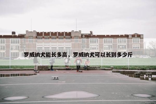 罗威纳犬能长多高，罗威纳犬可以长到多少斤