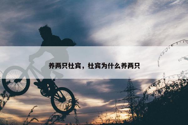 养两只杜宾，杜宾为什么养两只