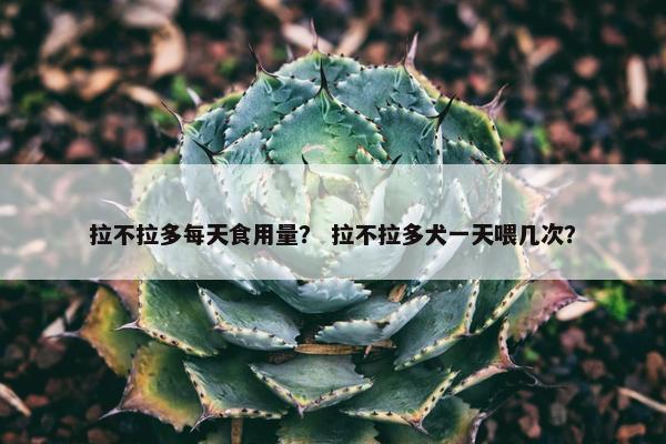 拉不拉多每天食用量？ 拉不拉多犬一天喂几次？