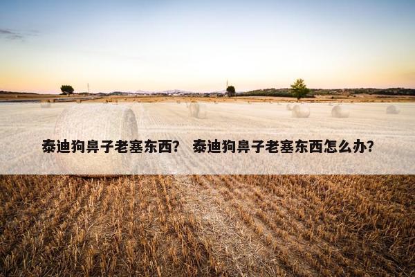 泰迪狗鼻子老塞东西？ 泰迪狗鼻子老塞东西怎么办？