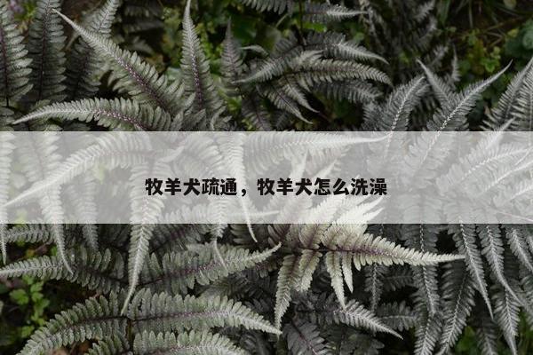 牧羊犬疏通，牧羊犬怎么洗澡