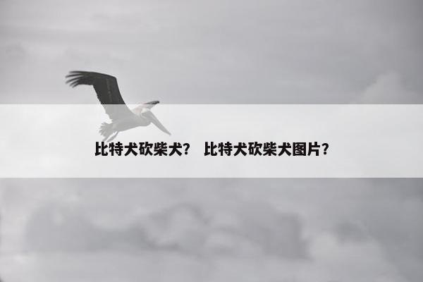 比特犬砍柴犬？ 比特犬砍柴犬图片？