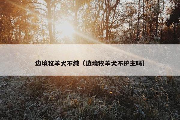 边境牧羊犬不纯（边境牧羊犬不护主吗）
