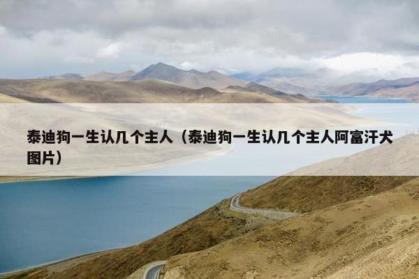 泰迪狗一生认几个主人（泰迪狗一生认几个主人阿富汗犬图片）
