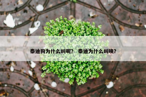 泰迪狗为什么叫呢？ 泰迪为什么叫唤？