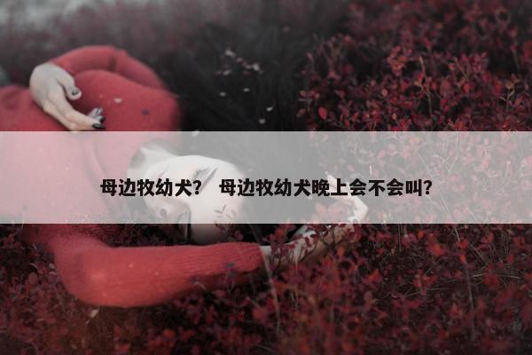 母边牧幼犬？ 母边牧幼犬晚上会不会叫？