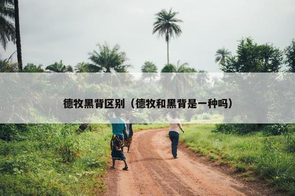 德牧黑背区别（德牧和黑背是一种吗）
