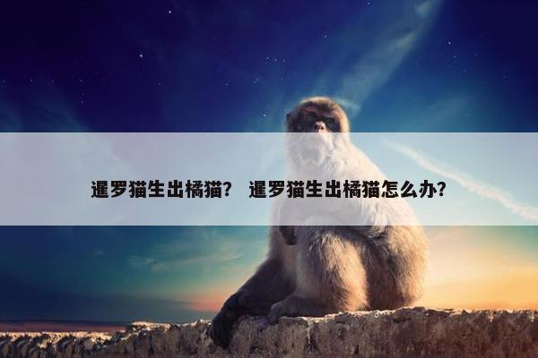 暹罗猫生出橘猫？ 暹罗猫生出橘猫怎么办？