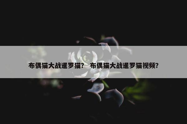 布偶猫大战暹罗猫？ 布偶猫大战暹罗猫视频？