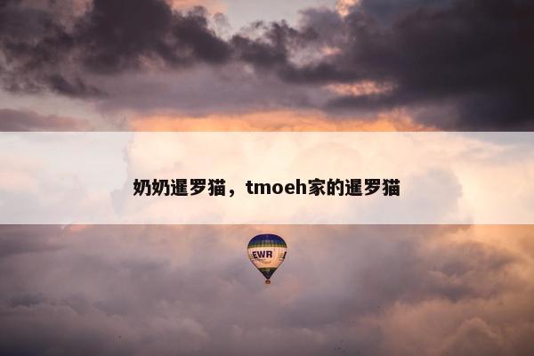 奶奶暹罗猫，tmoeh家的暹罗猫