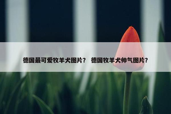 德国最可爱牧羊犬图片? 德国牧羊犬帅气图片?