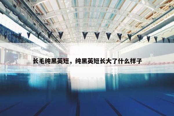 长毛纯黑英短，纯黑英短长大了什么样子