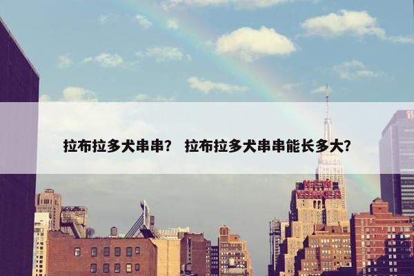 拉布拉多犬串串？ 拉布拉多犬串串能长多大？