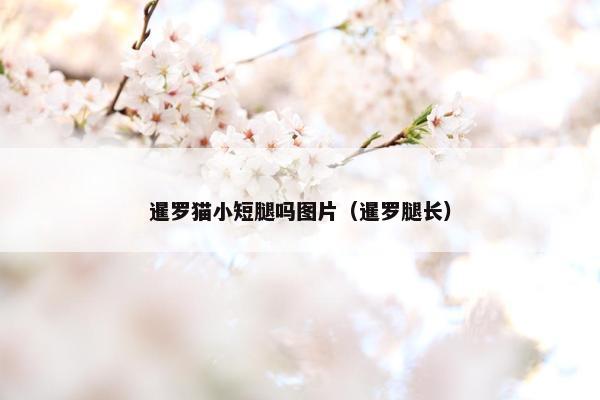 暹罗猫小短腿吗图片(暹罗腿长)