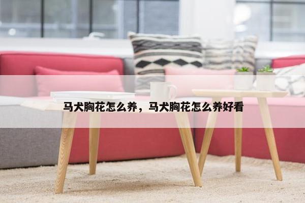 马犬胸花怎么养，马犬胸花怎么养好看