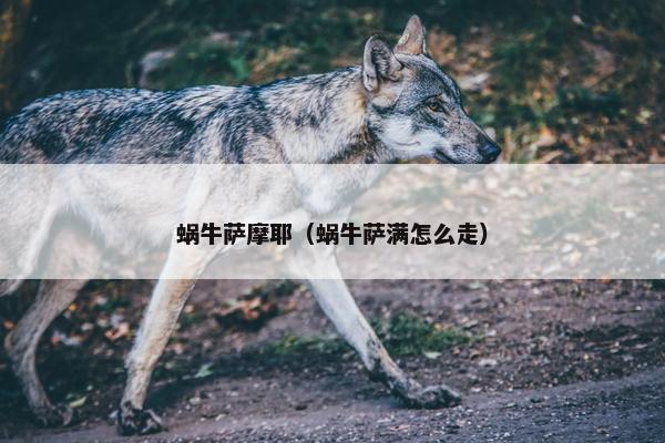 蜗牛萨摩耶（蜗牛萨满怎么走）