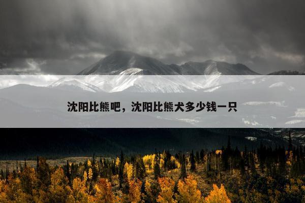 沈阳比熊吧，沈阳比熊犬多少钱一只