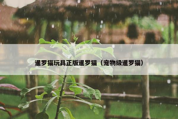 暹罗猫玩具正版暹罗猫(宠物级暹罗猫)