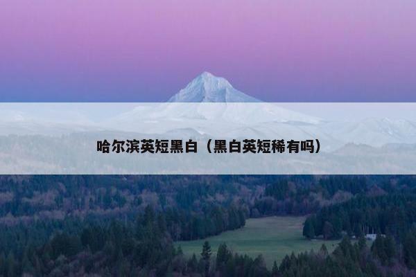 哈尔滨英短黑白（黑白英短稀有吗）