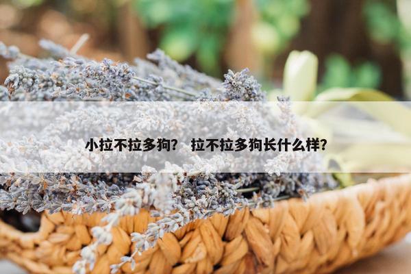 小拉不拉多狗？ 拉不拉多狗长什么样？