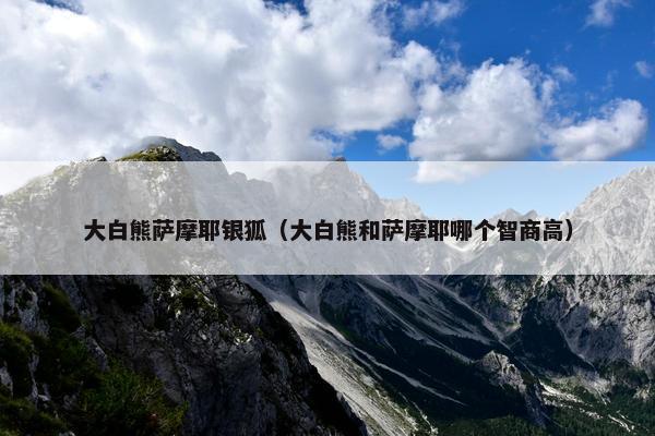 大白熊萨摩耶银狐（大白熊和萨摩耶哪个智商高）