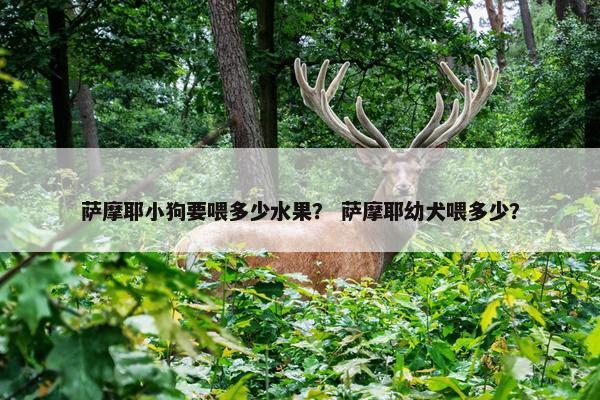 萨摩耶小狗要喂多少水果？ 萨摩耶幼犬喂多少？
