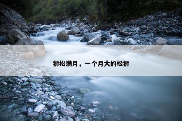 狮松满月，一个月大的松狮