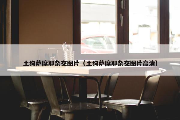 土狗萨摩耶杂交图片（土狗萨摩耶杂交图片高清）