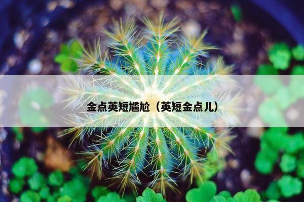 金点英短尴尬（英短金点儿）