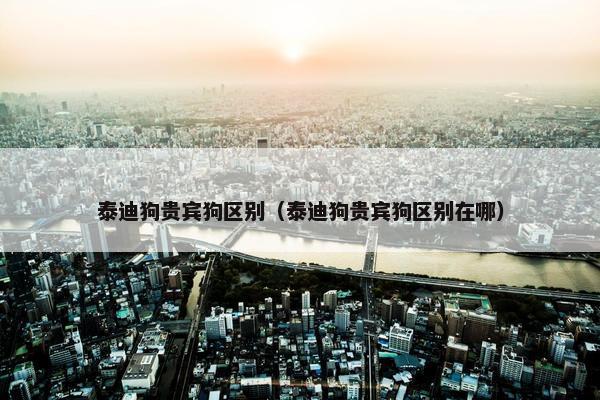 泰迪狗贵宾狗区别（泰迪狗贵宾狗区别在哪）