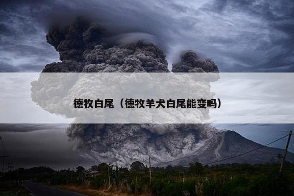 德牧白尾（德牧羊犬白尾能变吗）