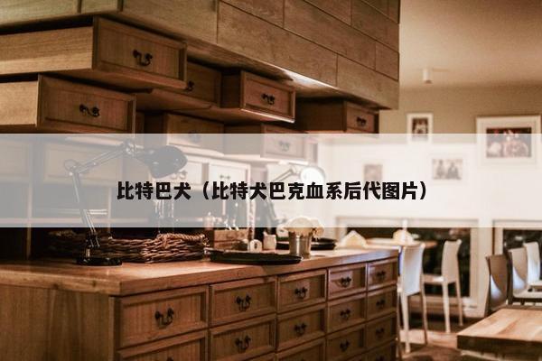 比特巴犬（比特犬巴克血系后代图片）
