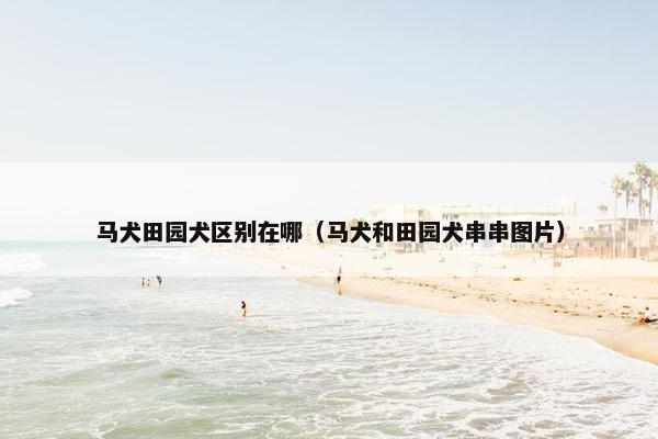 马犬田园犬区别在哪（马犬和田园犬串串图片）
