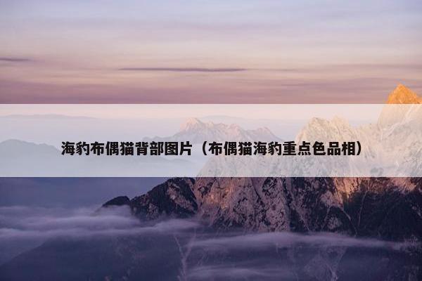 海豹布偶猫背部图片（布偶猫海豹重点色品相）
