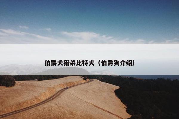 伯爵犬猎杀比特犬（伯爵狗介绍）