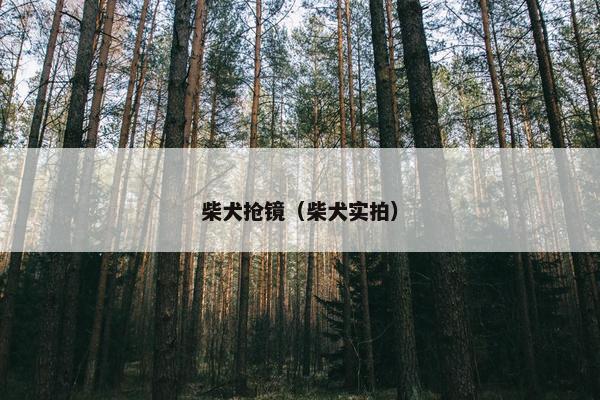 柴犬抢镜（柴犬实拍）
