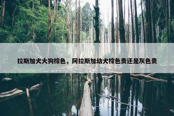 拉斯加犬大狗棕色,阿拉斯加幼犬棕色贵还是灰色贵