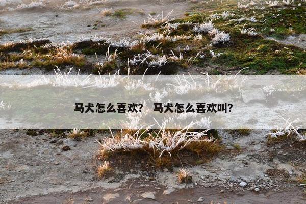 马犬怎么喜欢？ 马犬怎么喜欢叫？