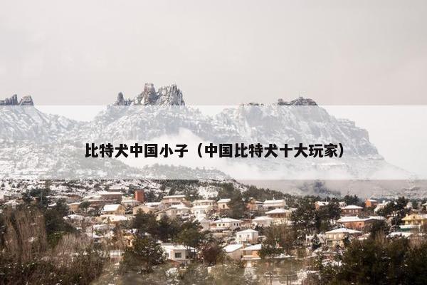 比特犬中国小子（中国比特犬十大玩家）