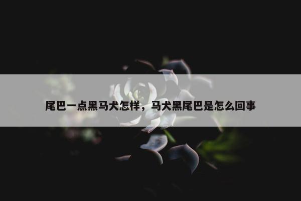 尾巴一点黑马犬怎样，马犬黑尾巴是怎么回事