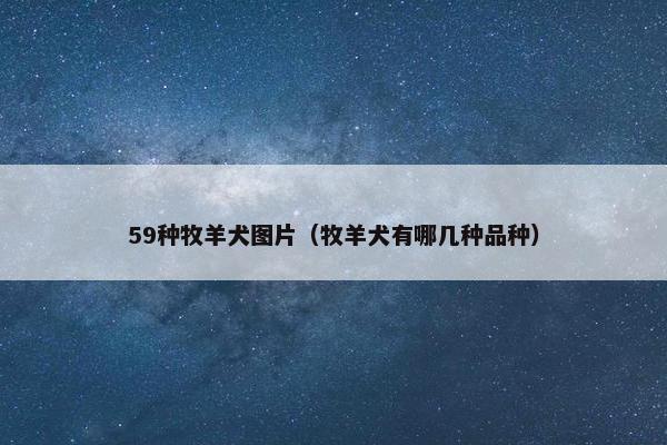 59种牧羊犬图片（牧羊犬有哪几种品种）