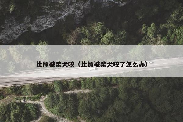 比熊被柴犬咬（比熊被柴犬咬了怎么办）