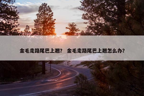 金毛走路尾巴上翘？ 金毛走路尾巴上翘怎么办？