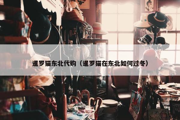 暹罗猫东北代购（暹罗猫在东北如何过冬）
