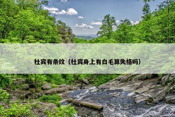 杜宾有条纹（杜宾身上有白毛算失格吗）