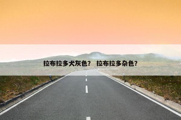 拉布拉多犬灰色? 拉布拉多杂色?